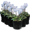 6 Plants