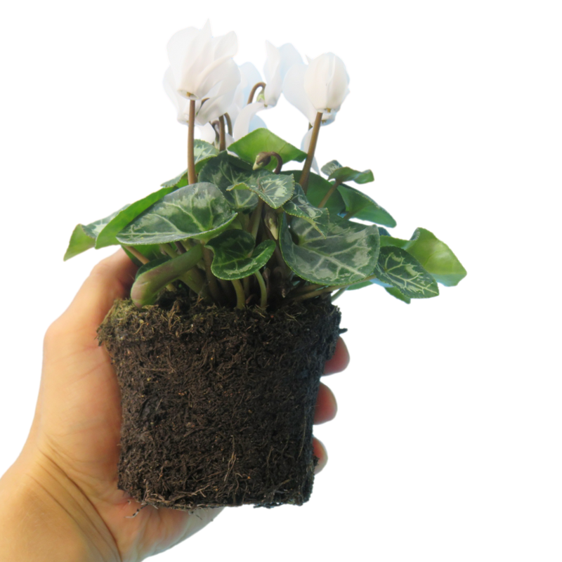 Cyclamen White 10.5cm Pot Pack of 3 & 6 Flowering Outdoor Plants