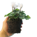 Cyclamen White 10.5cm Pot Pack of 3 & 6 Flowering Outdoor Plants