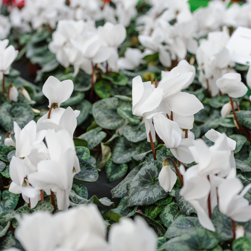 Cyclamen White 10.5cm Pot Pack of 3 & 6 Flowering Outdoor Plants