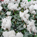 Cyclamen White 10.5cm Pot Pack of 3 & 6 Flowering Outdoor Plants