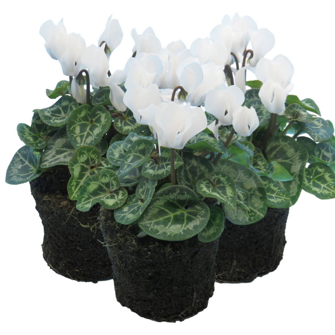 Cyclamen White 10.5cm Pot Pack of 3 & 6 Flowering Outdoor Plants