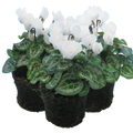 Cyclamen White 10.5cm Pot Pack of 3 & 6 Flowering Outdoor Plants