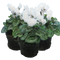 3 Plants
