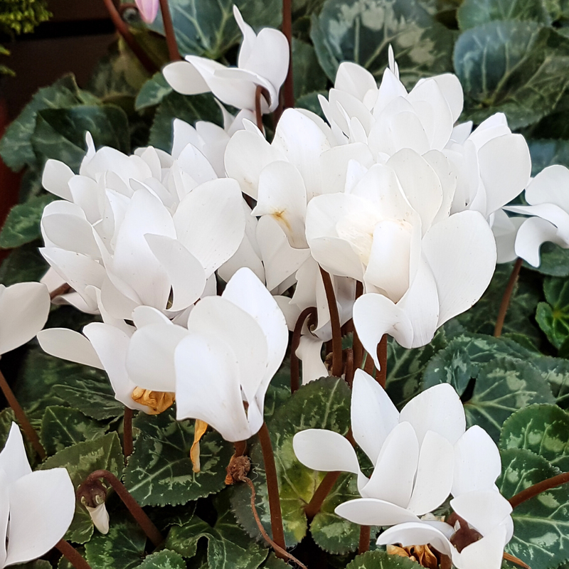 Cyclamen White 10.5cm Pot Pack of 3 & 6 Flowering Outdoor Plants