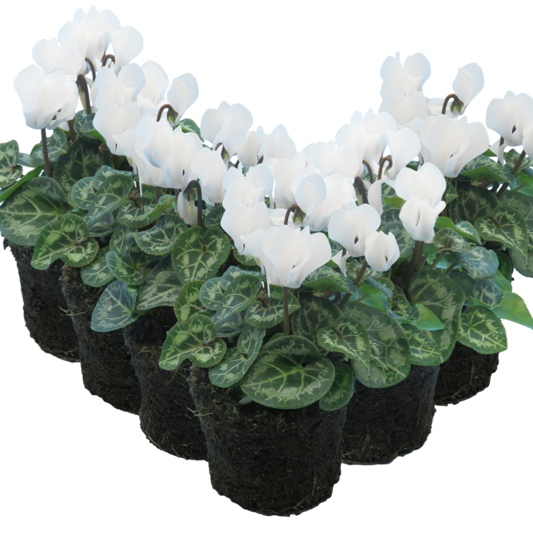 Cyclamen White 10.5cm Pot Pack of 3 & 6 Flowering Outdoor Plants