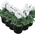 Cyclamen White 10.5cm Pot Pack of 3 & 6 Flowering Outdoor Plants