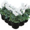 6 Plants