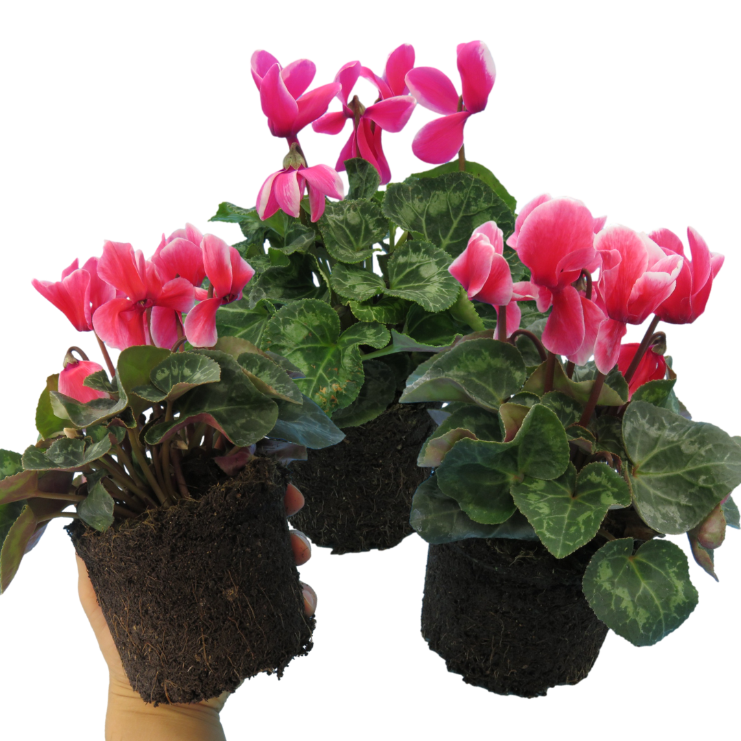 Large Cyclamen Bicolour Flame 1Ltr Pot Pack of 3 & 6 Flowering Plants Plants By Post