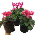 Large Cyclamen Bicolour Flame 1Ltr Pot Pack of 3 & 6 Flowering Plants Plants By Post