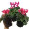 3 Plants