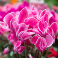 Large Cyclamen Bicolour Flame 1Ltr Pot Pack of 3 & 6 Flowering Plants Plants By Post