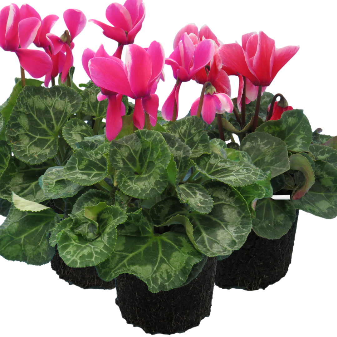 Large Cyclamen Bicolour Flame 1Ltr Pot Pack of 3 & 6 Flowering Plants Plants By Post