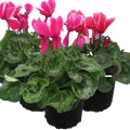 Large Cyclamen Bicolour Flame 1Ltr Pot Pack of 3 & 6 Flowering Plants Plants By Post
