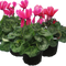6 Plants