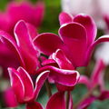 Large Cyclamen Bicolour Flame 1Ltr Pot Pack of 3 & 6 Flowering Plants Plants By Post