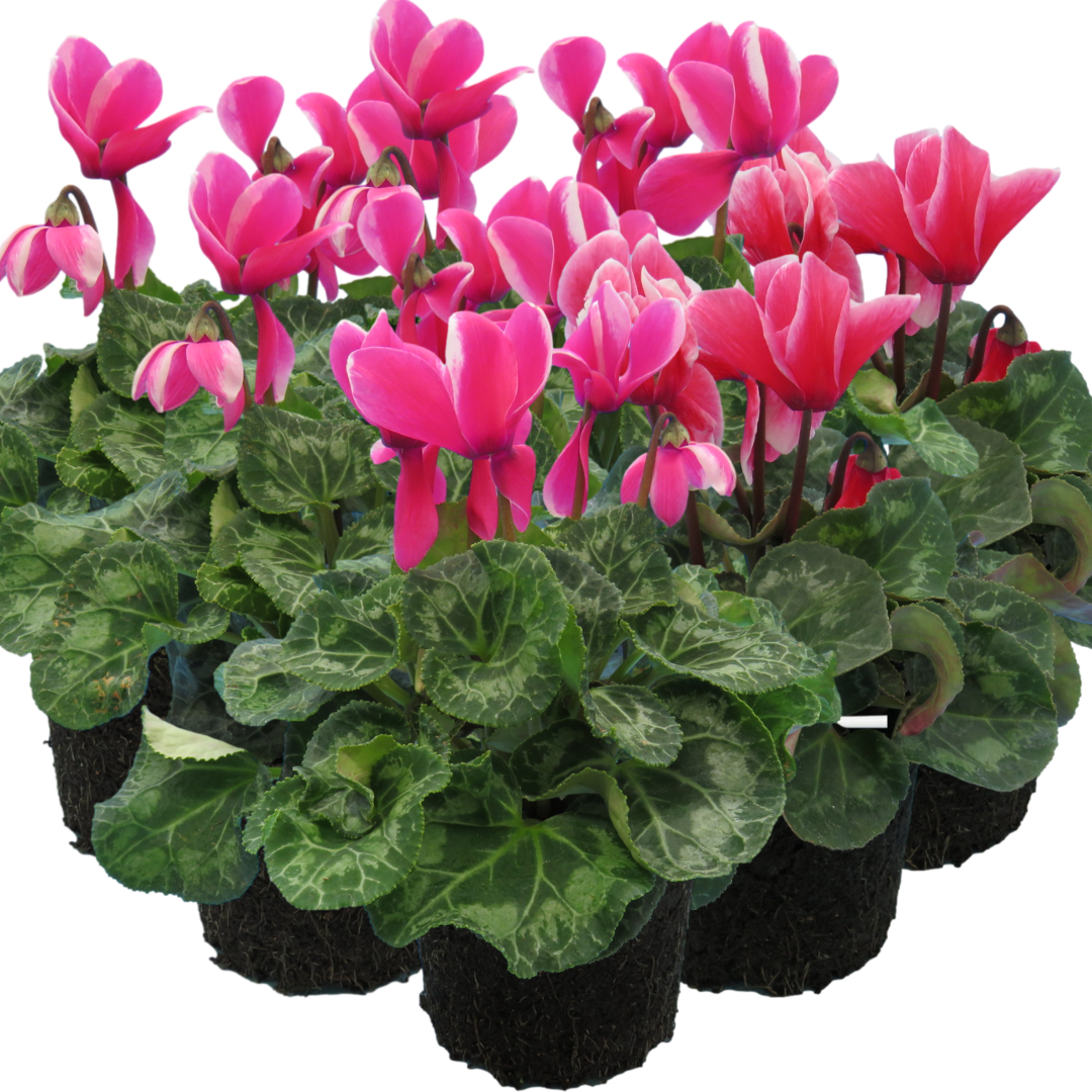 Large Cyclamen Bicolour Flame 1Ltr Pot Pack of 3 & 6 Flowering Plants Plants By Post