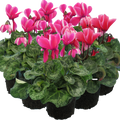 Large Cyclamen Bicolour Flame 1Ltr Pot Pack of 3 & 6 Flowering Plants Plants By Post