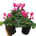 Cyclamen Pink Flame 1Ltr Pot Pack of 3 & 6 Bicolour Flowering Plants