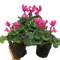 3 Plants