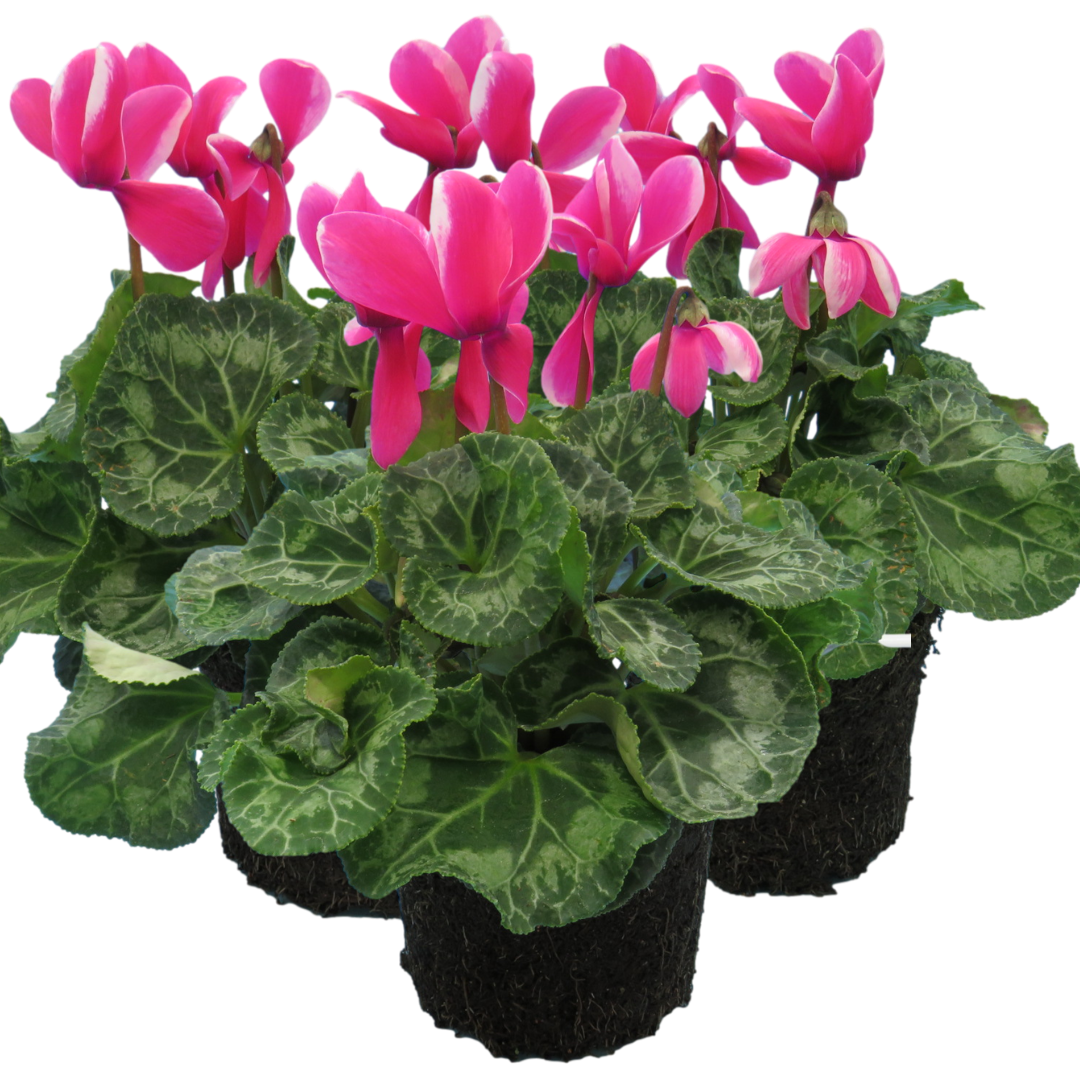 Cyclamen Pink Flame 1Ltr Pot Pack of 3 & 6 Bicolour Flowering Plants
