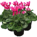 Cyclamen Pink Flame 1Ltr Pot Pack of 3 & 6 Bicolour Flowering Plants