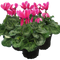 6 Plants