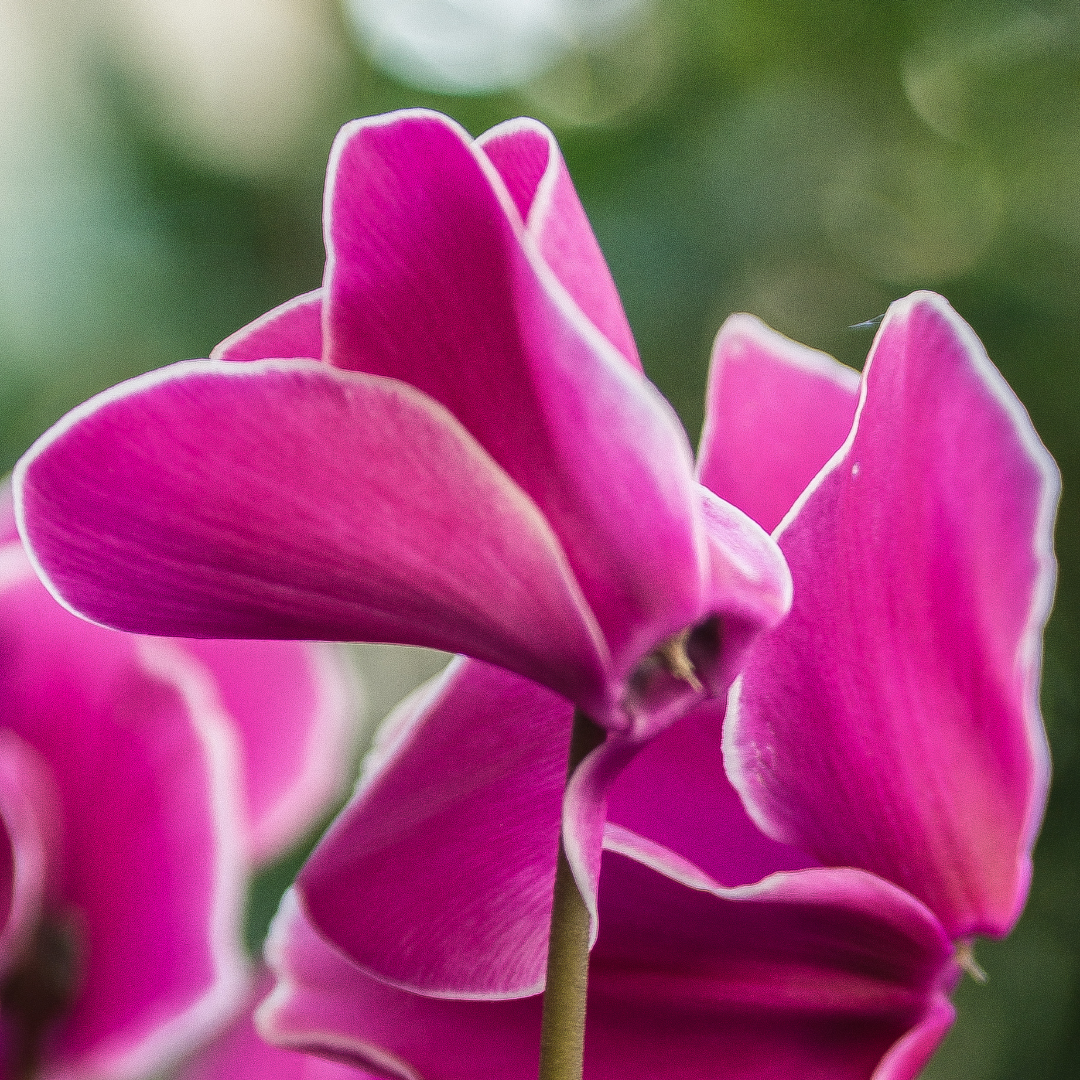 Cyclamen Pink Flame 1Ltr Pot Pack of 3 & 6 Bicolour Flowering Plants