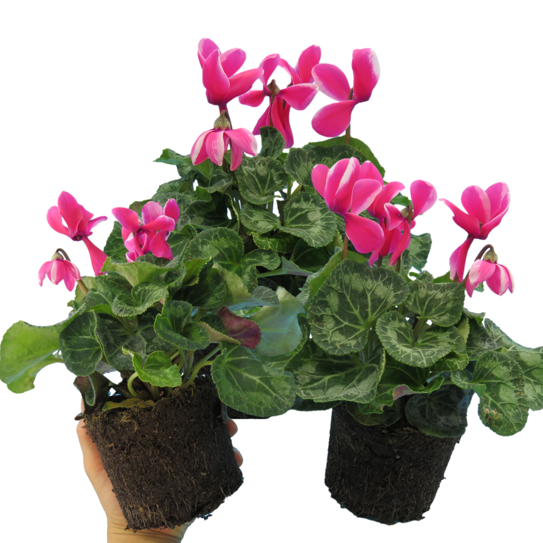 Cyclamen Pink Flame 1Ltr Pot Pack of 3 & 6 Bicolour Flowering Plants