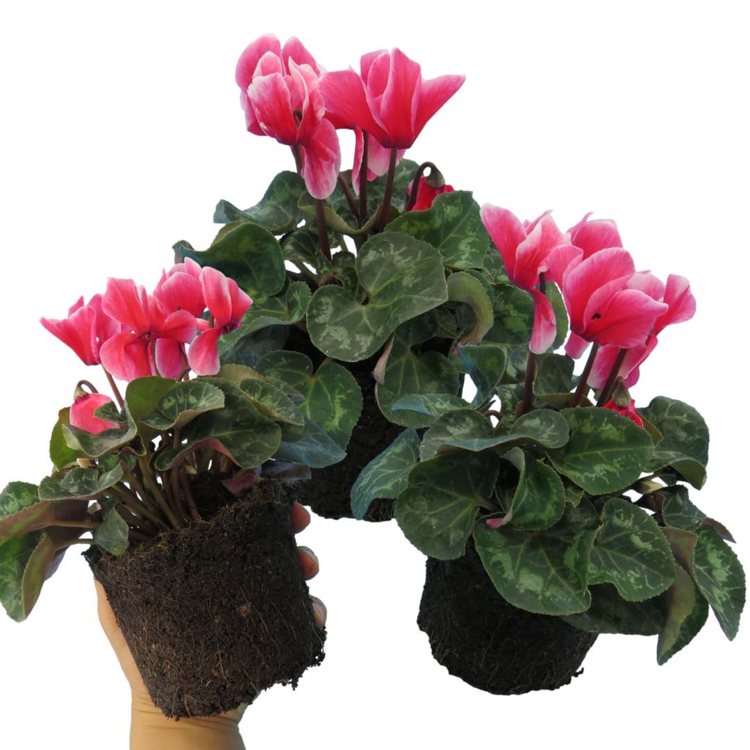 Cyclamen Rouge Flame 1Ltr Pot Pack of 3 & 6 Bicolour Flowering Plants