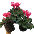 Cyclamen Rouge Flame 1Ltr Pot Pack of 3 & 6 Bicolour Flowering Plants