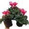 3 Plants