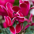 Cyclamen Rouge Flame 1Ltr Pot Pack of 3 & 6 Bicolour Flowering Plants