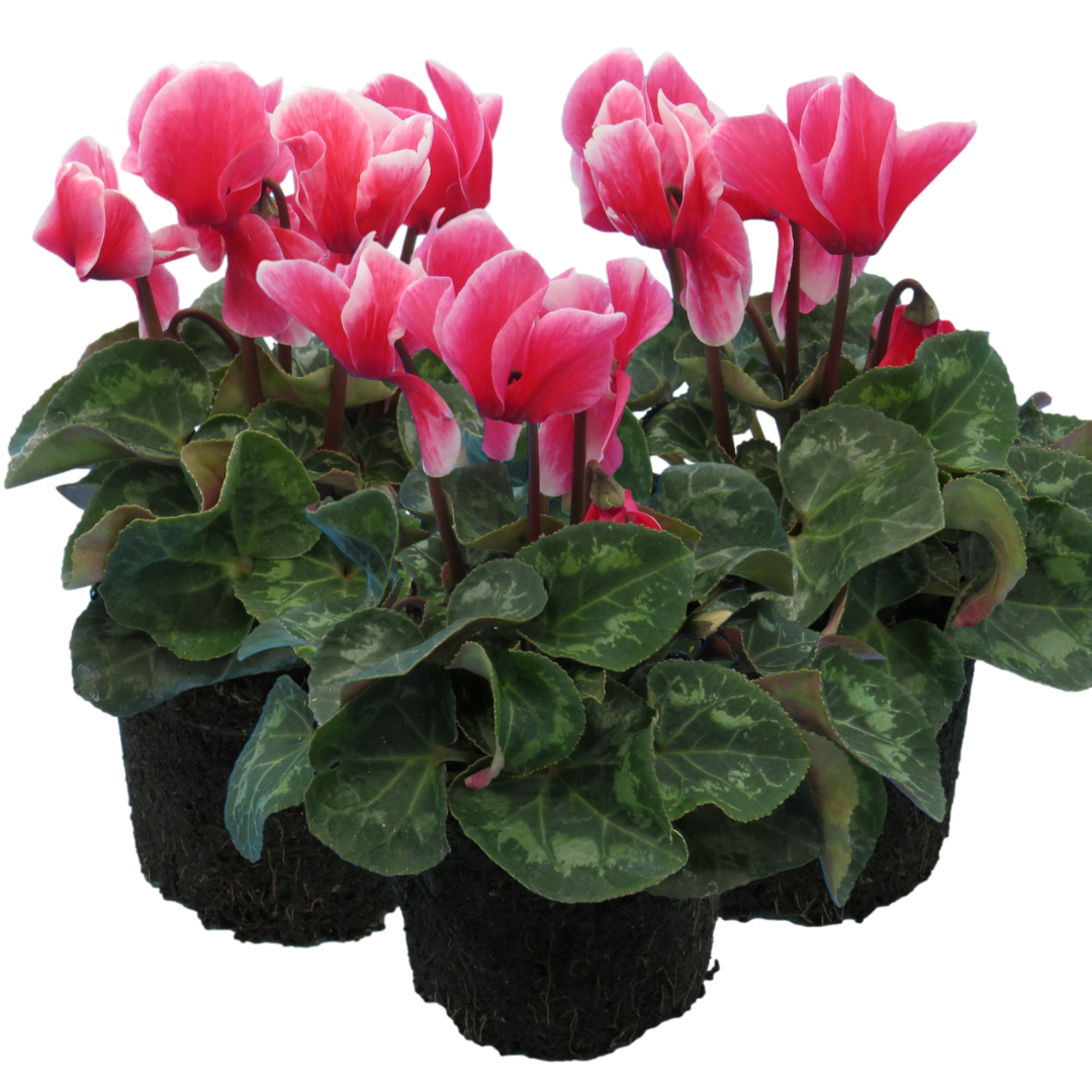 Cyclamen Rouge Flame 1Ltr Pot Pack of 3 & 6 Bicolour Flowering Plants