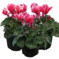 Cyclamen Rouge Flame 1Ltr Pot Pack of 3 & 6 Bicolour Flowering Plants