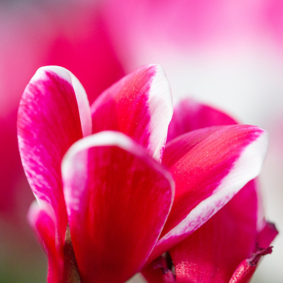 Cyclamen Rouge Flame 1Ltr Pot Pack of 3 & 6 Bicolour Flowering Plants