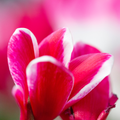 Cyclamen Rouge Flame 1Ltr Pot Pack of 3 & 6 Bicolour Flowering Plants