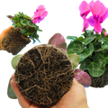 Large Cyclamen Flame Deep Rose 1Ltr Pot Pack of 3 & 6 Flowering Plants Plants By Post