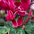 Large Cyclamen Flame Deep Rose 1Ltr Pot Pack of 3 & 6 Flowering Plants Plants By Post