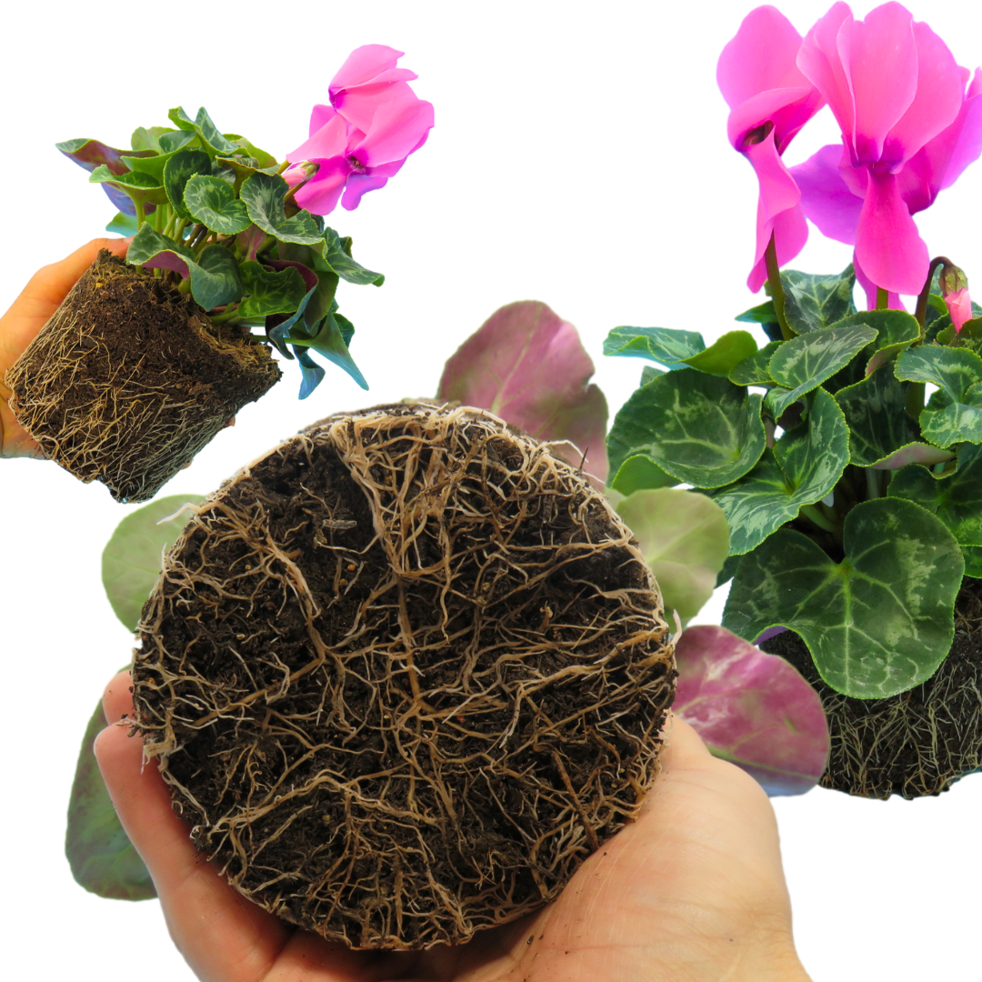 Large Cyclamen Flame Deep Rose 1Ltr Pot Pack of 3 & 6 Flowering Plants Plants By Post
