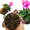 3 Plants