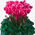 Large Cyclamen Flame Deep Rose 1Ltr Pot Pack of 3 & 6 Flowering Plants Plants By Post