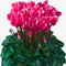 6 Plants