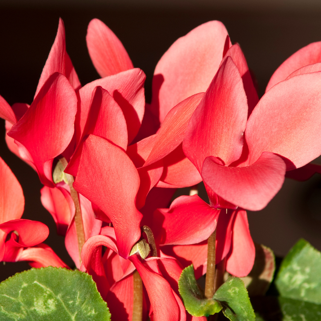 Cyclamen Flame Scarlet 1Ltr Pot Pack of 3 & 6 Flowering Plants