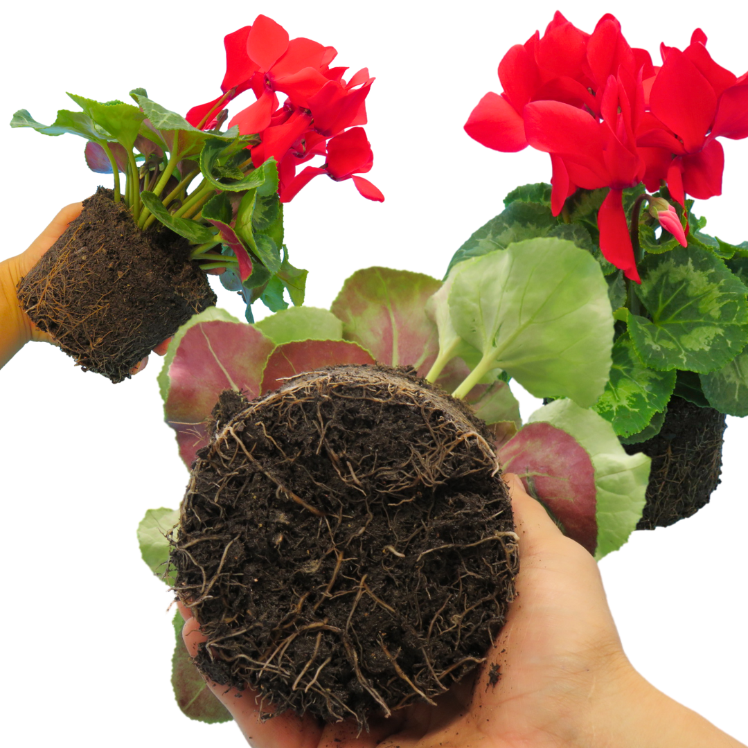 Cyclamen Flame Scarlet 1Ltr Pot Pack of 3 & 6 Flowering Plants