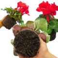 Cyclamen Flame Scarlet 1Ltr Pot Pack of 3 & 6 Flowering Plants