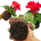 3 Plants