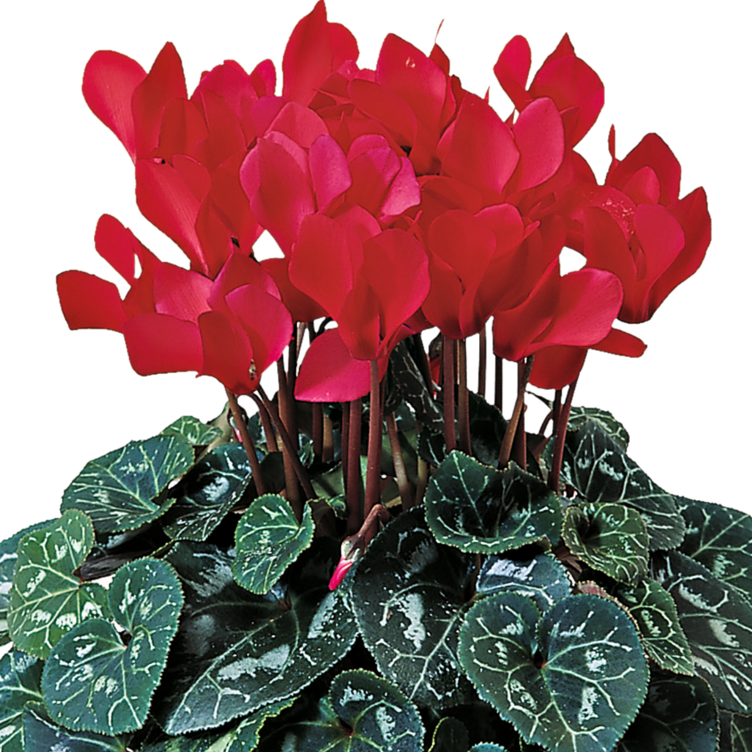 Cyclamen Flame Scarlet 1Ltr Pot Pack of 3 & 6 Flowering Plants
