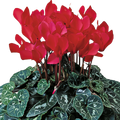 Cyclamen Flame Scarlet 1Ltr Pot Pack of 3 & 6 Flowering Plants