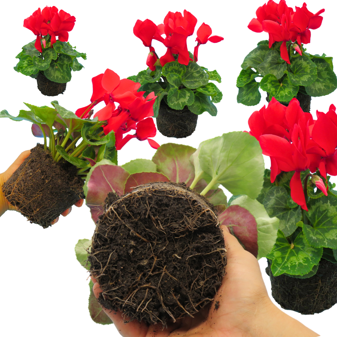 Cyclamen Flame Scarlet 1Ltr Pot Pack of 3 & 6 Flowering Plants
